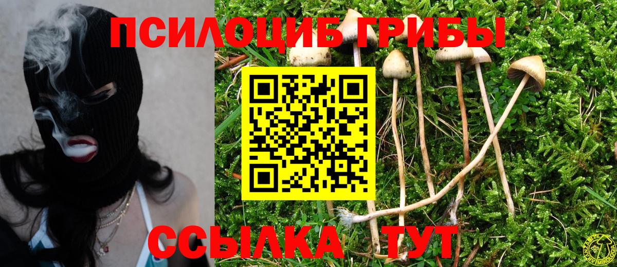 Псилоцибиновые грибы Psilocybine cubensis Алексеевка
